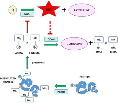 Inhibition of Dimethylarginine Dimethylaminohydrolase (DDAH) Enzymes as an Emerging Therapeutic Strategy to Target Angiogenesis and Vasculogenic Mimicry in Cancer